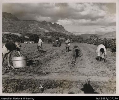 Planting cane