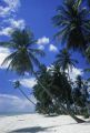 Guam, view of palm-lined beach