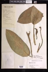 Aglaonema marantifolium