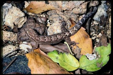 Gecko sp.
