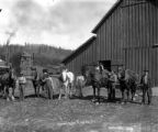 Horses with their handlers at barn, Hammond Lumber Company, Mill City, Oregon, between 1912 and 1934