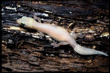 Bavayia pulchella