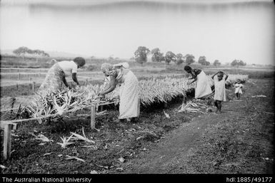 Fijian women load pineapple plant tops onto netting drying racks