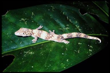 Eurydactylodes symmetricus