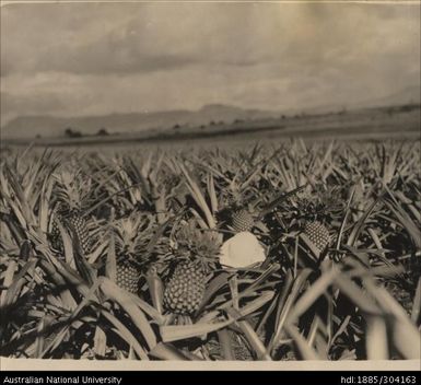 Pineapple crop for May to June