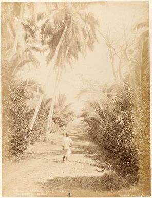 A Samoan Lane, Apia. From the album: New Zealand Views