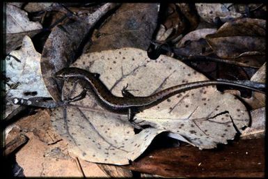 Skink sp.