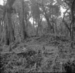 Maliota, Pigeon Mound, general view.