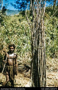 Man with beam-poles