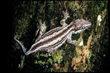 Rhacodactylus auriculatus