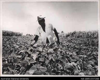 Farmer inspecting crop