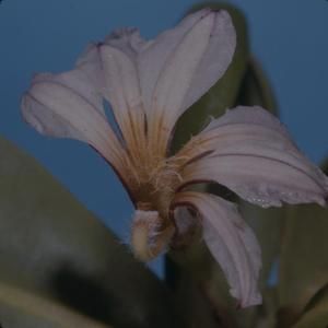[Scaevola taccada close-up from Makapu'u, United States]