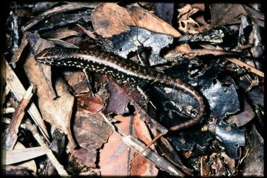 Skink sp.