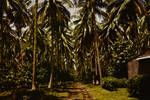 New Guinea coconut plantation, interplanted with cocoa, Madang district, Apr 1965