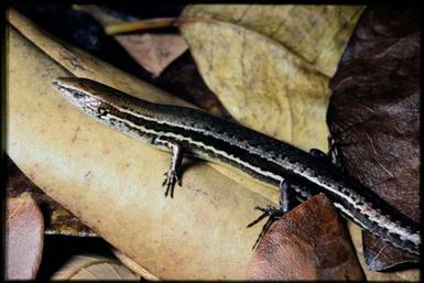 Caledoniscincus haplorhinus
