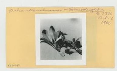 [Scaevola glabra in Hawaii, IE32-089]