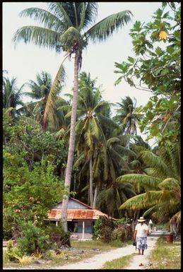 Coconut palms, Cook Islands