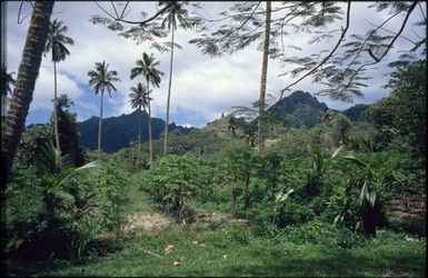 Landscape of vegetation