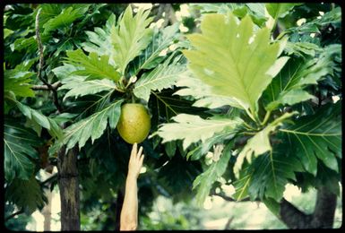 Breadfruit, Bau, 1971