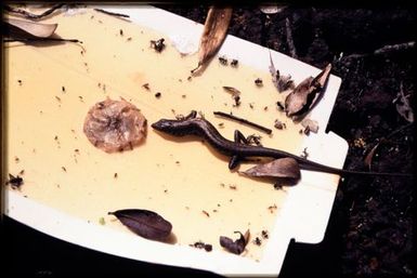 Skink caught in sticky trap