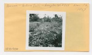 [Luzula in Hawaii, envelope IE33-006]