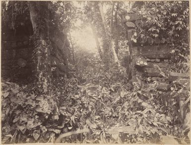 Ruins at Pohnpei, 1886