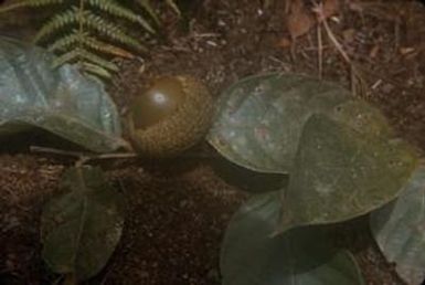 [Quercus leaves and acorn close-up at Salawaket Range, Papua New Guinea]