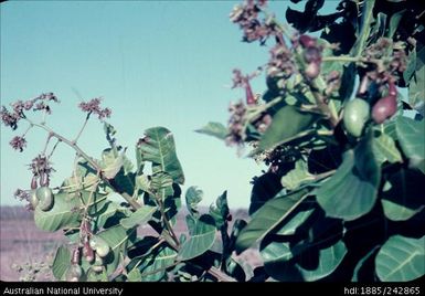 Native plant showing pods