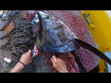 How to extract the dorsal spine of a marlin l Pacific Fish biosampling