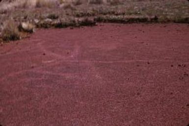 [Azolla rubra at Mount Sarawaget in Papua New Guinea] BRIT-A-AR003-003-04-046