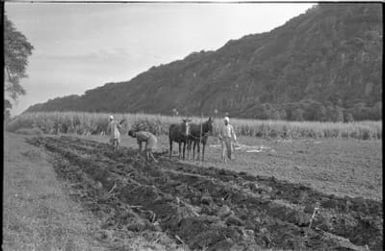 Fieldwork in Fiji