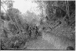 Trail-building: men use digging sticks to terrace hillside for a path