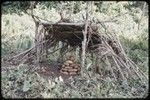 Gardening: harvested yams from a child's garden, piled under a simple shelter in garden