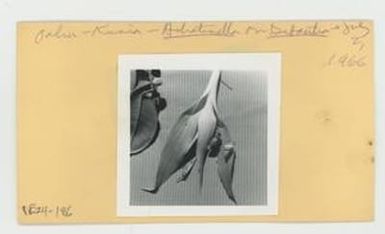 [Achatinella on Dubautia in Hawaii, envelope IE24-186]