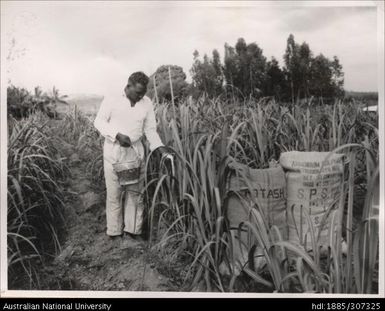 Farmer applying Ammonia Sulphate to crop