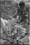 Bride price for Maima, food preparation: pig's head and other food placed on leaves for cooking