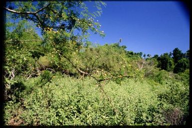 Woman next to flowering ?Acacia