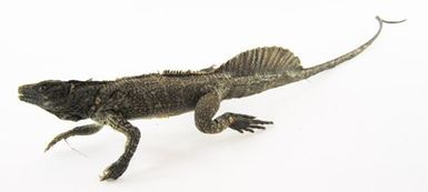 ["Ambonese zeilhagedis Hydrosaurus amboinensis (nr. 141837) Verspreiding: IndonesiÃ« en Papoea Nieuw-Guinea Deze hagedis die ook Soa soa of Wateragame wordt genoemd kan op zijn achterpoten tientallen meters over het water rennen, net als de helm- en kroonbasilisk. Het zeil werkt als een soort roer. East Indian water lizard Hydrosaurus amboinensis (no. 141837) Distribution: Indonesia and Papua New Guinea This lizard is also known as the Soa soa or Wateragame. Like the Green crested basilisk and the Plumed basilisk it can run across the surface of the water for many metres on its back legs. The sail acts as a kind of rudder."]