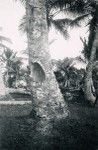 Trunk of a coconut tree