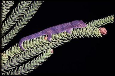 Eurydactylodes agricolae
