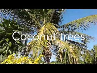 Vanuatu RESCCUE - Coconut trees