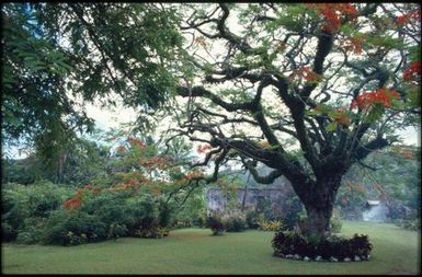 Garden and tree with red flowers