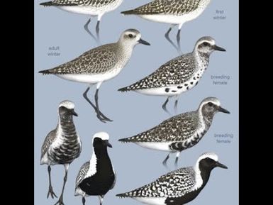 SERE NI DILIO : Fijian song about the Dilio Bird known as Pacific Golden Plover (Migratory Bird)