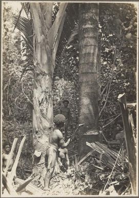 Process of Native sago making [Papua New Guinea, 2]