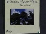 African tulip tree, Bulolo, [Papua New Guinea], 1960