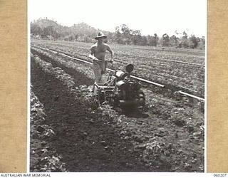 12 MILE, LALOKI RIVER, NEW GUINEA. 1943-11-15. V340315 CORPORAL A. E. ELDRIDGE OF THE 3RD AUSTRALIAN FARM COMPANY, AUSTRALIAN ARMY SERVICE CORPS, USING A ROTARY HOE BETWEEN THE ROWS OF VEGETABLES ..