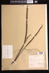 Stromatopteris moniliformis