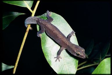 Gecko sp.