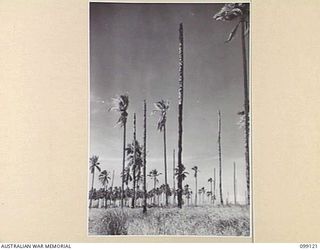 BUNA AREA, NEW GUINEA, 1945-10-13. SHATTERED PALM TREES THREE YEARS AFTER THE TIDE OF WAR HAD PASSED THE BUNA-GONA AREA