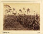 Photograph: Sugar Field - Taviuni - Fiji